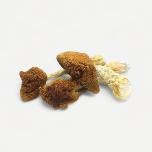 Golden Teacher Magic Mushrooms